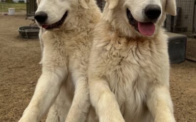 Help me decide what to do. Which would you choose? 🦮 ✅ ⁉️🤔