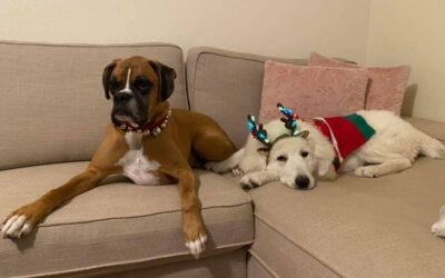 Merry Christmas from Prancing Pony Farm! 🎄