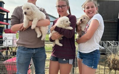 Puppies and babies, oh my!