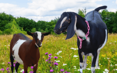 Dairy Doe Giveaway and New Maremma Litters on the Way!