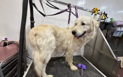 Some days Livestock Guardian Dog breeding makes you cry.