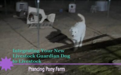Do you want to SEE how to safely integrate your new Livestock Guardian Dog with your livestock and how to prevent chase behavior?! (New video!!)