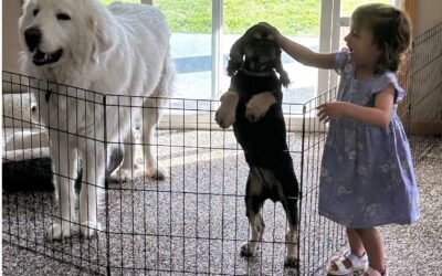 Expert Tips for Keeping Kids Safe Around Livestock Guardian Dogs