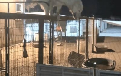 Read Our New Comprehensive LGD Training Guide on How to Safely Acclimate Young LGDs with New Livestock