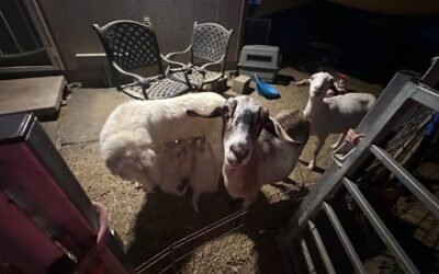 New series: LGD FAQs from my readers – How do I get my puppy to stop biting my goats?