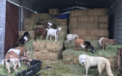 🐐Changes coming. Drastic herd reduction sale – lowest prices ever!