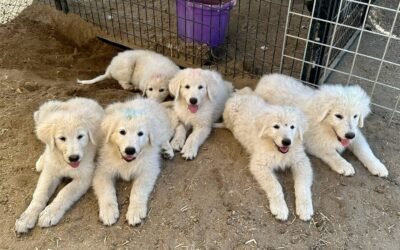 Living With LGDs: Strategies for Success podcast episode