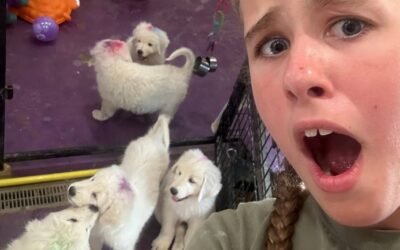 An adorable Maremma puppy nail trimming demo for you! 💜