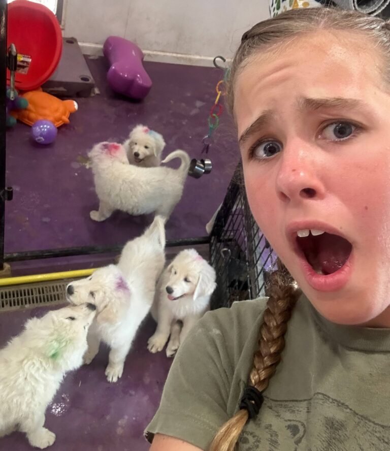 An adorable Maremma puppy nail trimming demo for you! 💜