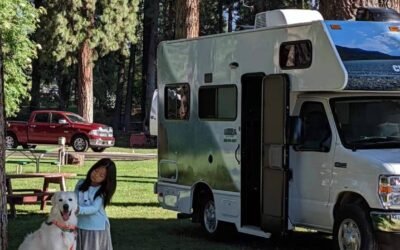 Companion Maremmas – Do Livestock Guardian Dogs Make Good Pets? Part one.