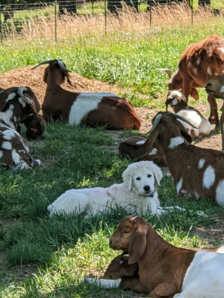 123_2 123 2 Maremma Sheepdog: The Complete Breed Guide (Temperament, Training & Real-Life Experience)