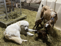 Understanding Calming Signals in Livestock Guardian Dogs and Product Review of “On Talking Terms with Dogs: Calming Signals” book by Turid Rugaas