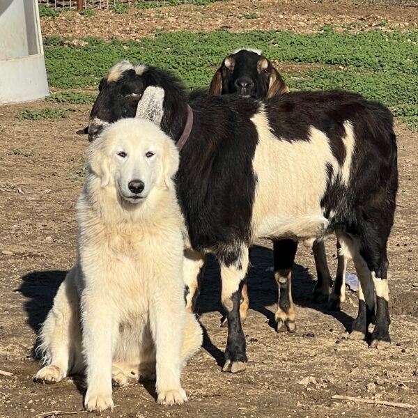 Livestock Guardian Dog Training Consultation