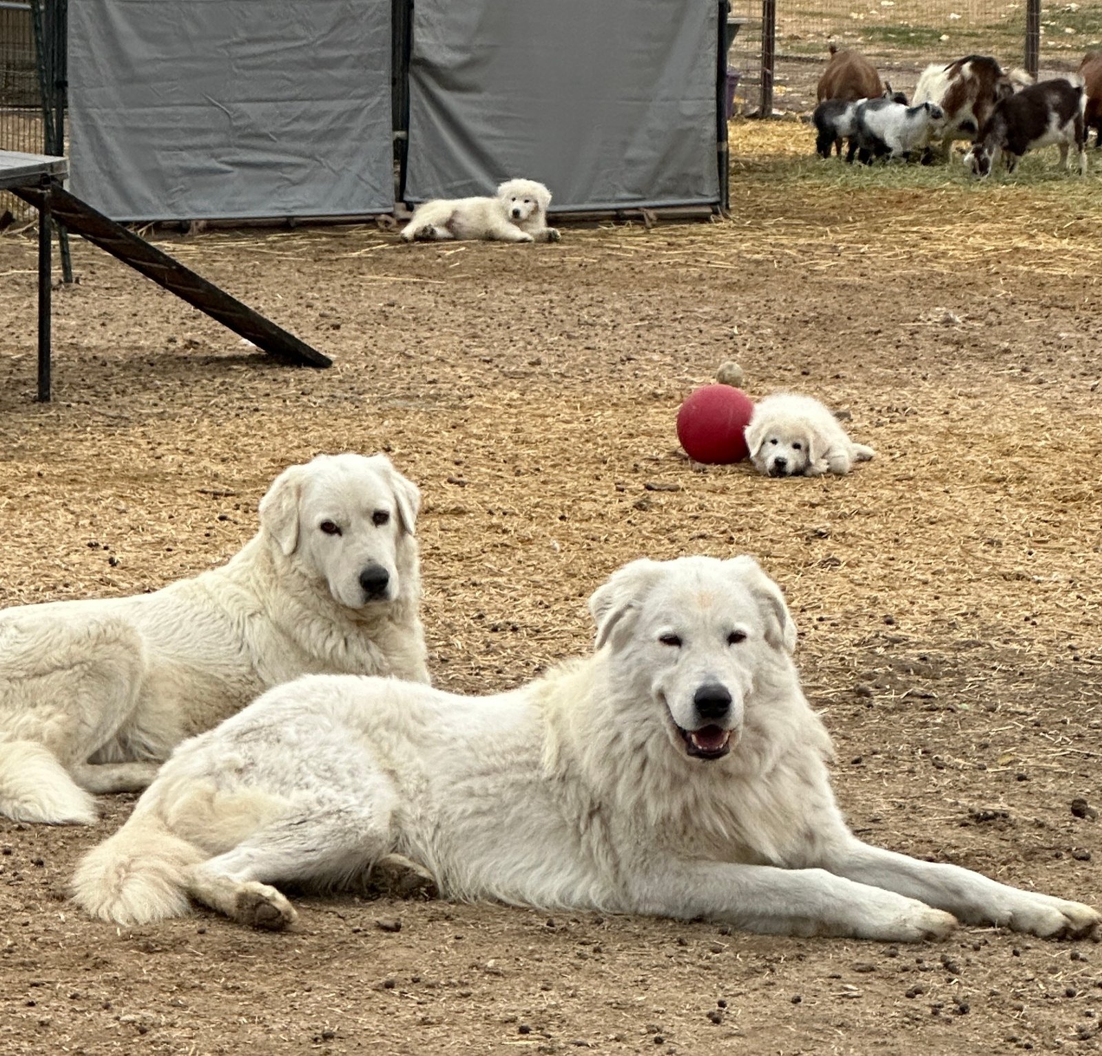 IMG_3138 IMG 3138 1 Your Match: Adult Maremmas