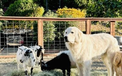 Why Your Livestock Guardian Dog Gets Frustrated: Simple Solutions That Work