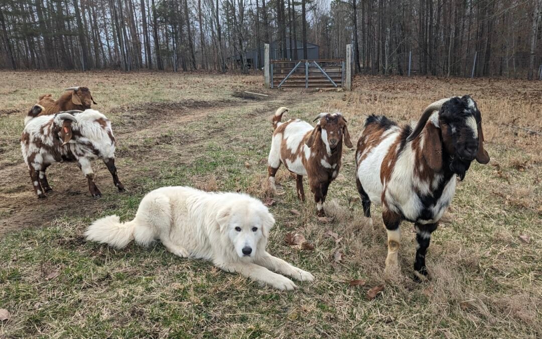 Resource Guarding in Maremma Sheepdogs: Causes, Signs, and Solutions