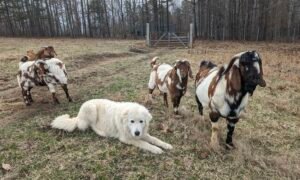 IMG 7430 Resource Guarding in Maremma Sheepdogs: Causes, Signs, and Solutions