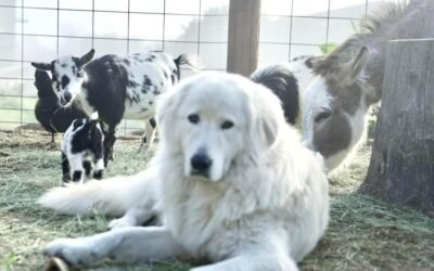 How to Safely Acclimate Young Livestock Guardian Dogs with New Livestock