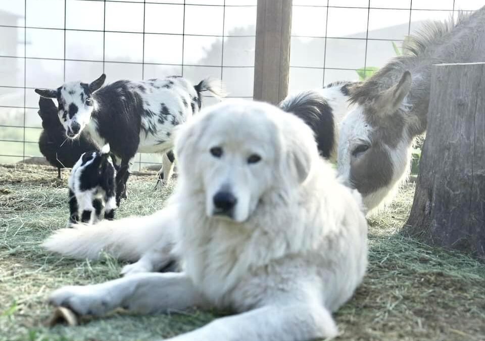 How to Safely Acclimate Young Livestock Guardian Dogs with New Livestock