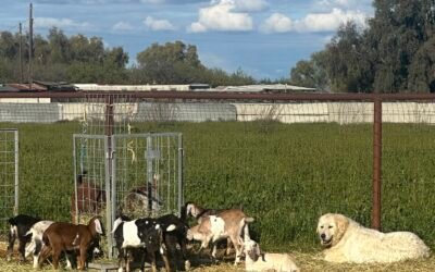 Last Chance: Why You Need to Reserve Your Livestock Guardian Dog This Week