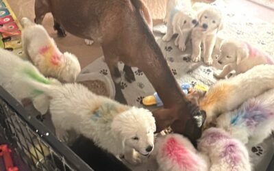 🐐🐶 Why are the “naughty” animals the ones we love the most?