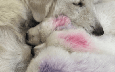 Celebrating Success – Marcella’s 2024 Maremma Litter Turns One