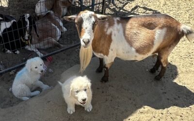 Back to My Farm I Go!