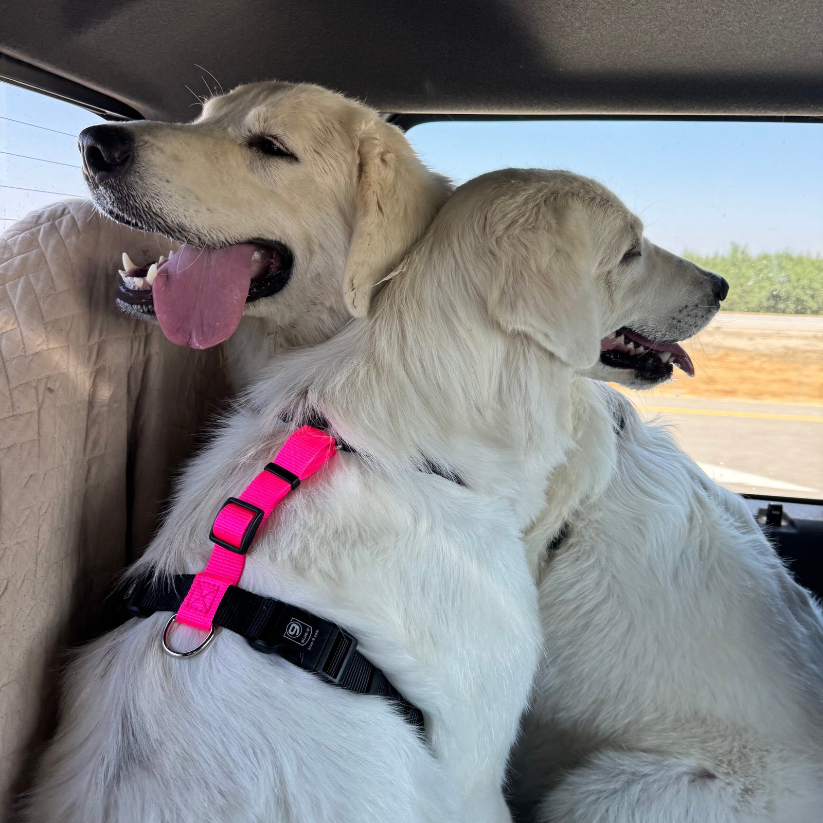 IMG 1076 1 scaled Bringing Home Your Maremma