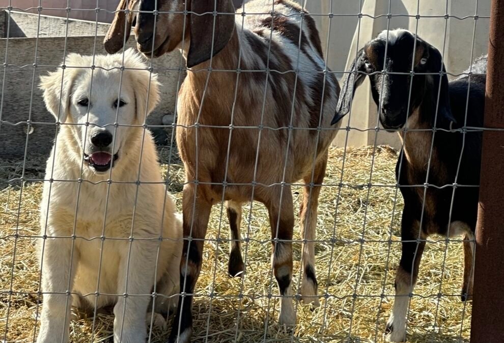 Understand Your Livestock Guardian Dog: Stream “The Dog’s Truth” for Free Now