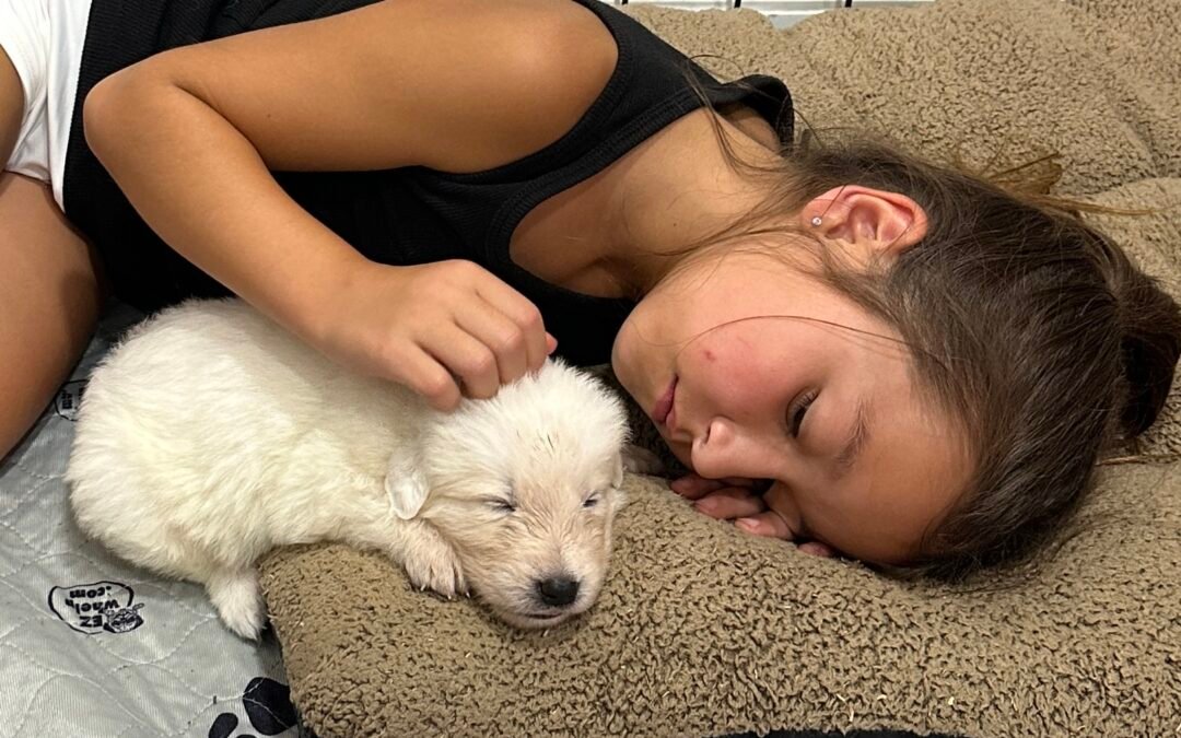 Puppy Socialization for Livestock Guardian Dogs: Why Human Interaction Builds Better Working LGDs
