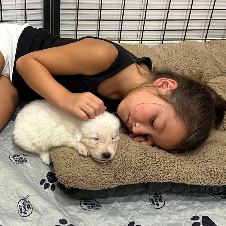 Puppy Socialization for Maremma Sheepdogs: Why Human Interaction Builds Better Working LGDs