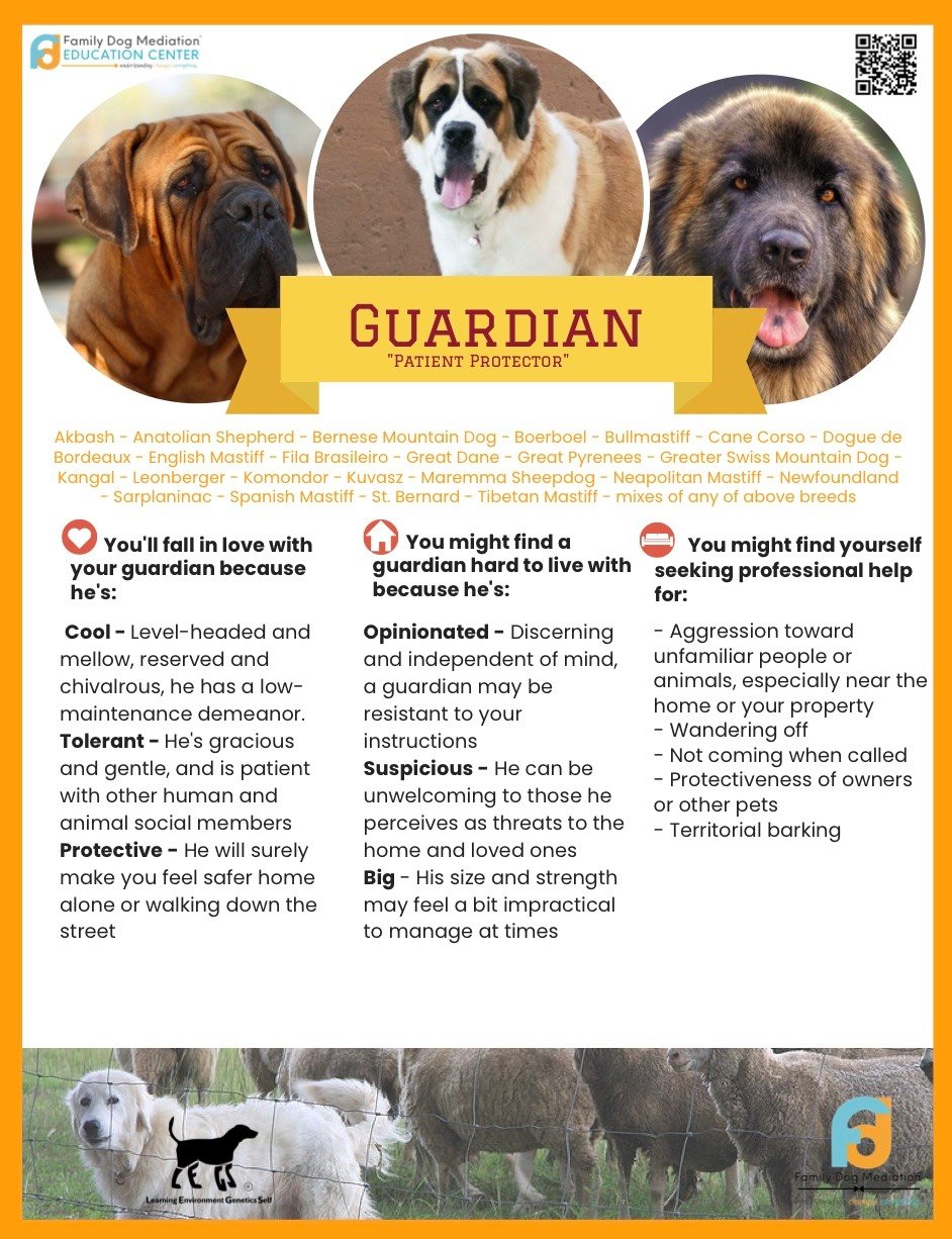 Screenshot IMG 8515 Maremma Sheepdog: The Complete Breed Guide (Temperament, Training & Real-Life Experience)