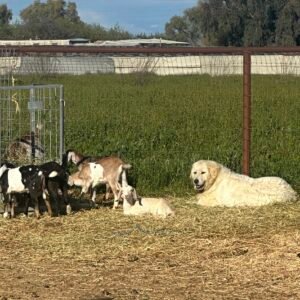 Adult Maremma Sheepdog – Full Payment