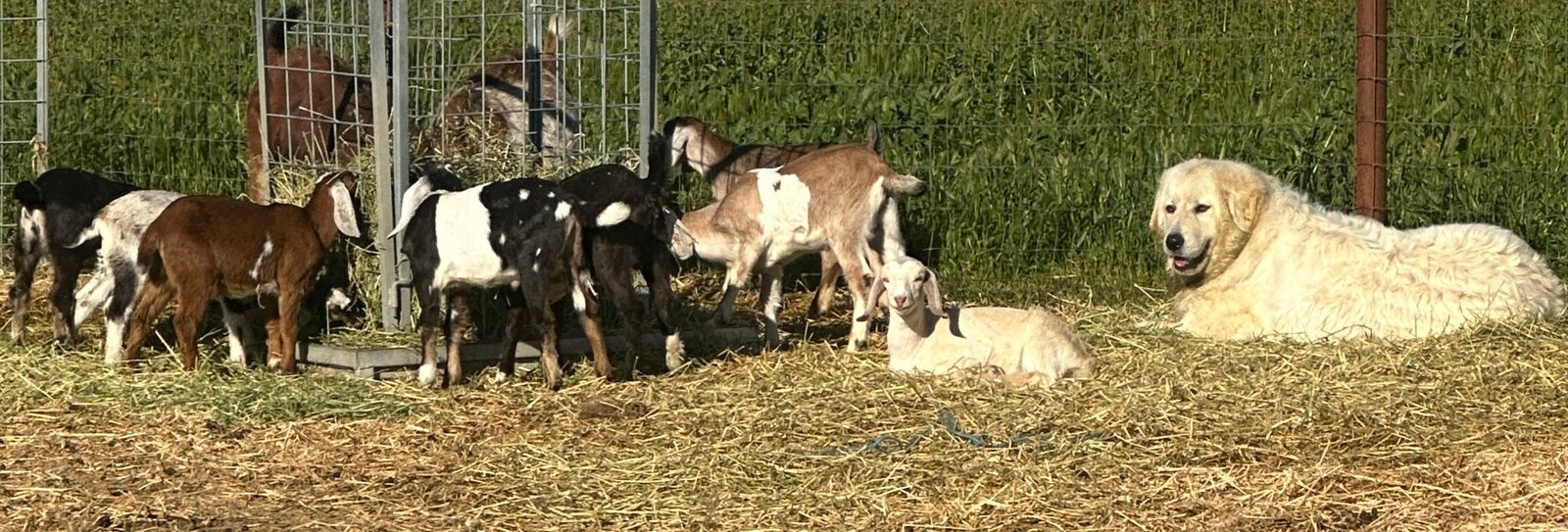 IMG 8861 e1730938953695 Breeding Candidates Program