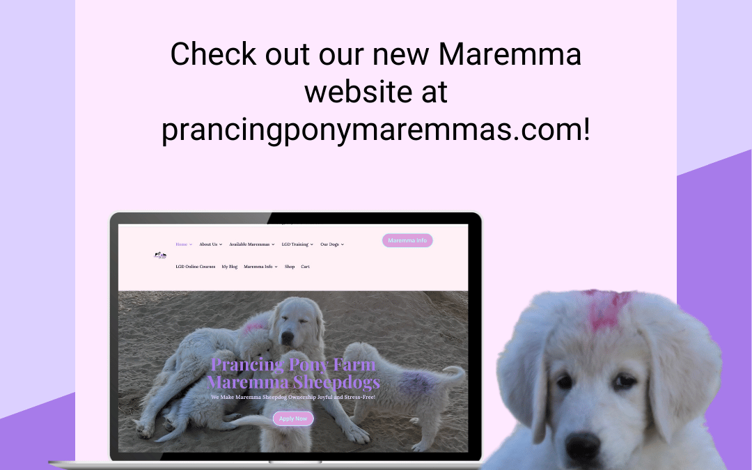 Welcome to the Prancing Pony Maremmas Blog!