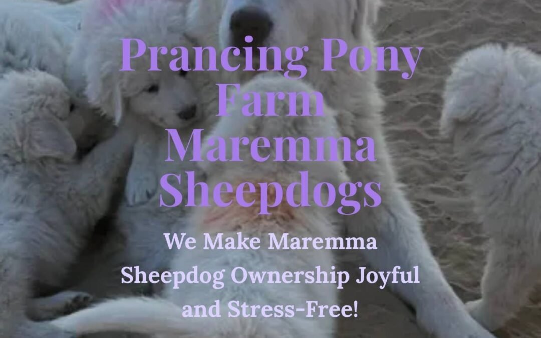 🐶💜 Watch me train 11 puppies at once!