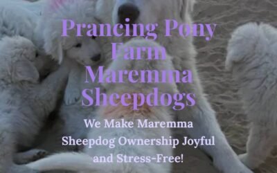 🐶💜 Watch me train 11 puppies at once!