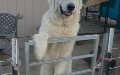 Helping Your Livestock Guardian Dog Accept Visitors