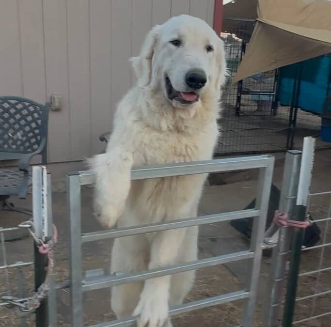 Helping Your Livestock Guardian Dog Accept Visitors