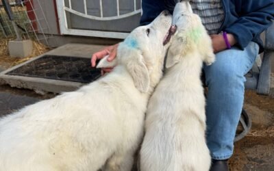 💜🐶Happy Endings and New Beginnings