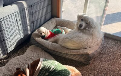 🎄Merry Christmas from my family to yours! 🎁🦮🐐