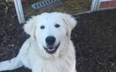 🐓💜🦮 Oliver the Excellent Chicken Guardian