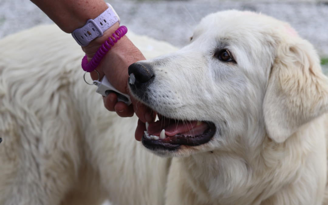 How to Successfully Train Your New Maremma Sheepdog