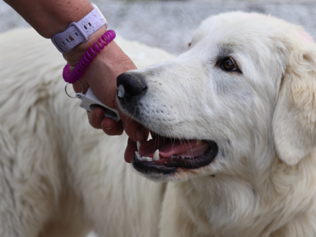How to Successfully Train Your New Maremma Sheepdog