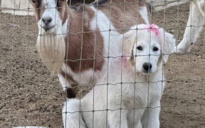 🎉🎉Announcing an incredible free tool for you and your livestock guardian dog!