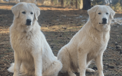 How Many Livestock Guardian Dogs do I Need on My Farm?