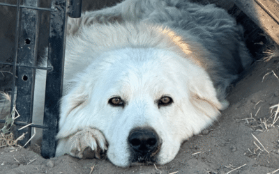 💵 Need $$? Join Our Affiliate Program and Help More LGDs and Owners