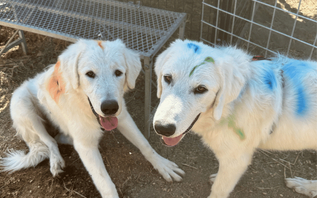 It’s not just about animals! 🦮🐐➕🙍🏻‍♀️🙍🏽‍♂️🟰💜