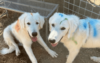 It’s not just about animals! 🦮🐐➕🙍🏻‍♀️🙍🏽‍♂️🟰💜