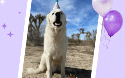 Happy birthday sweet pup!